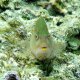 91- Poisson-faucon a tempes annelees 